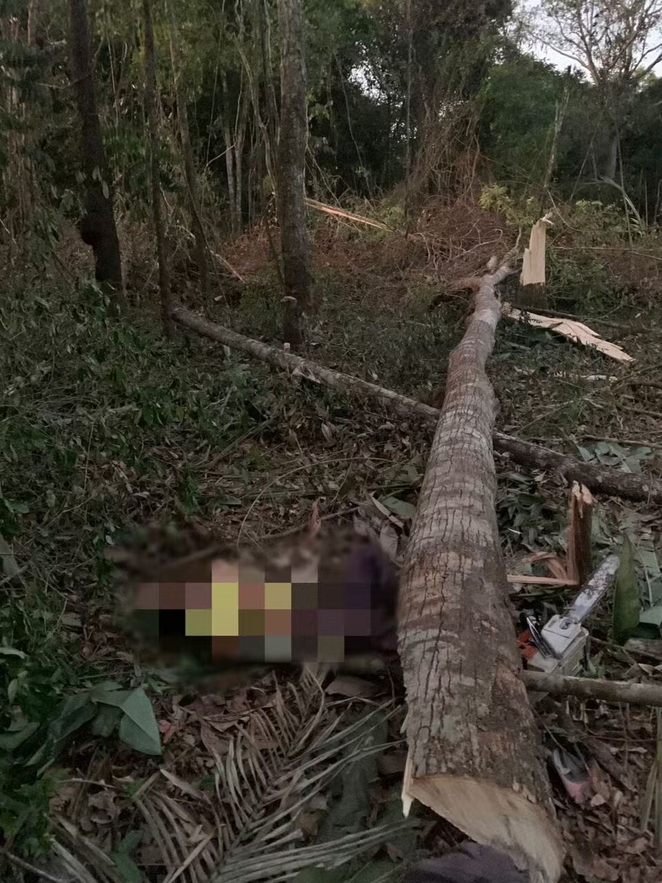 Homem é esmagado por árvore enquanto trabalhava na zona rural do interior do Tocantins