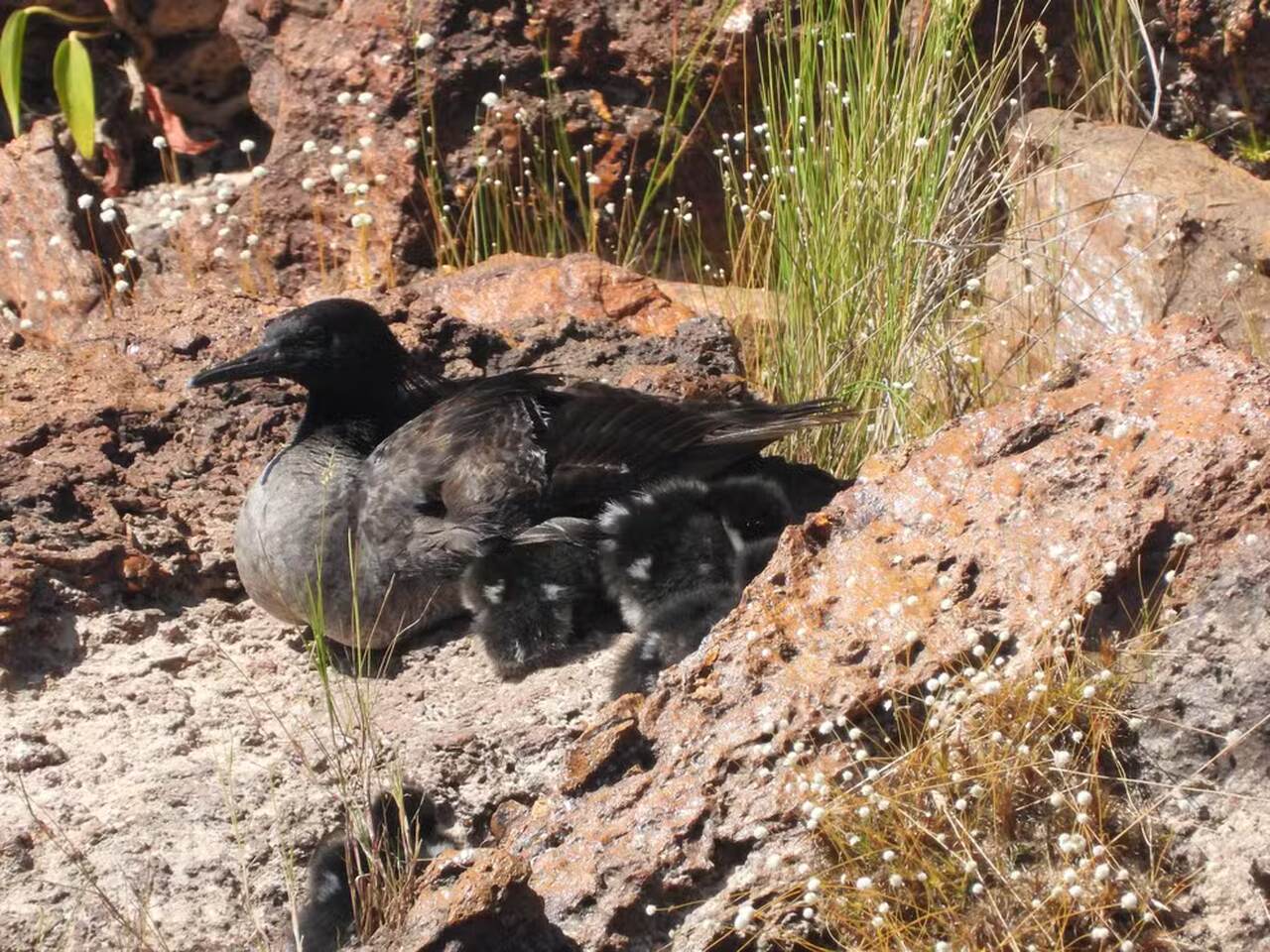 Jalapão abriga filhotes de pato-mergulhão, espécie ameaçada de extinção