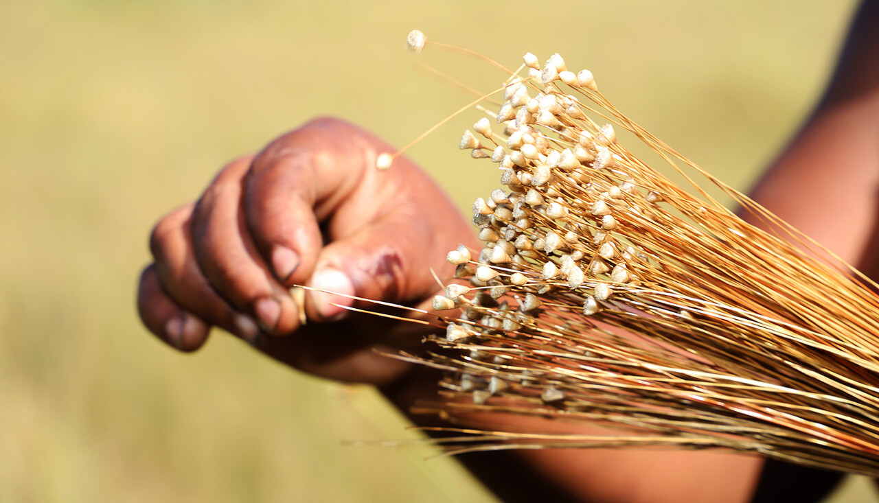 Governo do Tocantins prorroga prazo para licença de manejo de capim-dourado e buriti