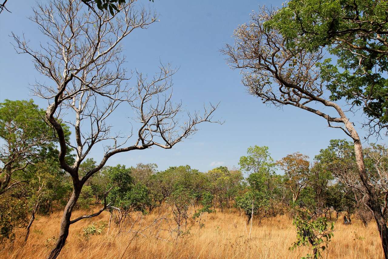 Estratégias ambientais do Tocantins mostram resultados positivos no combate ao desmatamento