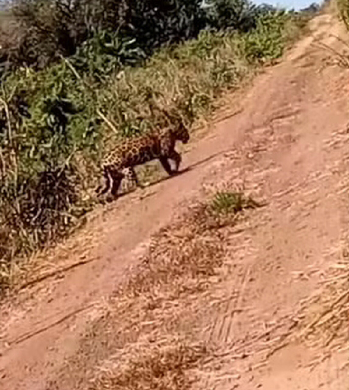 VÍDEO: Onça-pintada é flagrada por homem em estrada de Formoso do Araguaia