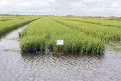 Lagoa da Confusão é classificada entre os 100 municípios mais ricos do agronegócio brasileiro