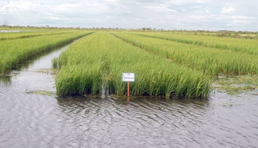 Lagoa da Confusão é classificada entre os 100 municípios mais ricos do agronegócio brasileiro