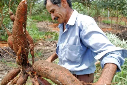 Governo do Tocantins implanta Unidades de Referências Tecnológicas para o cultivo de mandioca