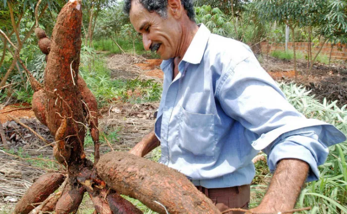 Governo do Tocantins implanta Unidades de Referências Tecnológicas para o cultivo de mandioca