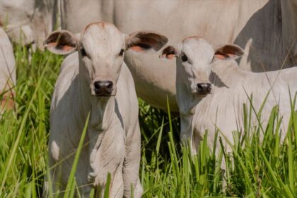 Gerente de fazenda é suspeito de desviar mais de R$ 156 mil enquanto patrão estava internado