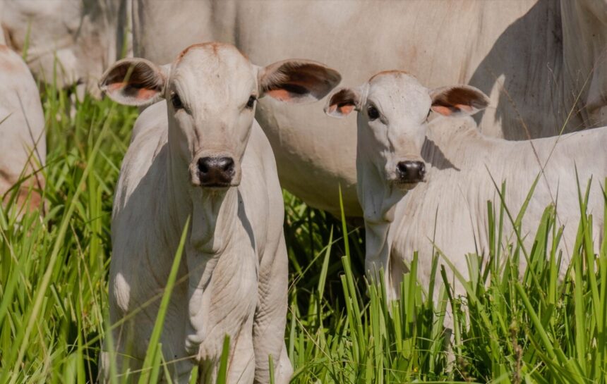 Gerente de fazenda é suspeito de desviar mais de R$ 156 mil enquanto patrão estava internado