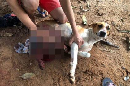 Homem é indiciado após agredir cão com chicote e gerar revolta em Nova Olinda