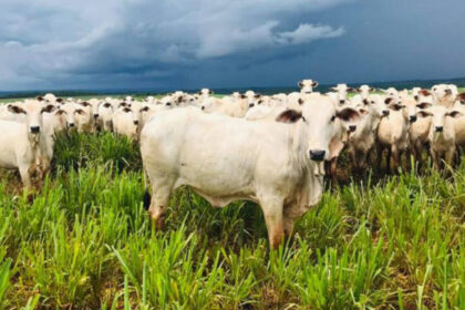 Meat Day 2024 em Dois Irmãos do Tocantins: O evento que vai impulsionar a pecuária do estado; saiba como se inscrever