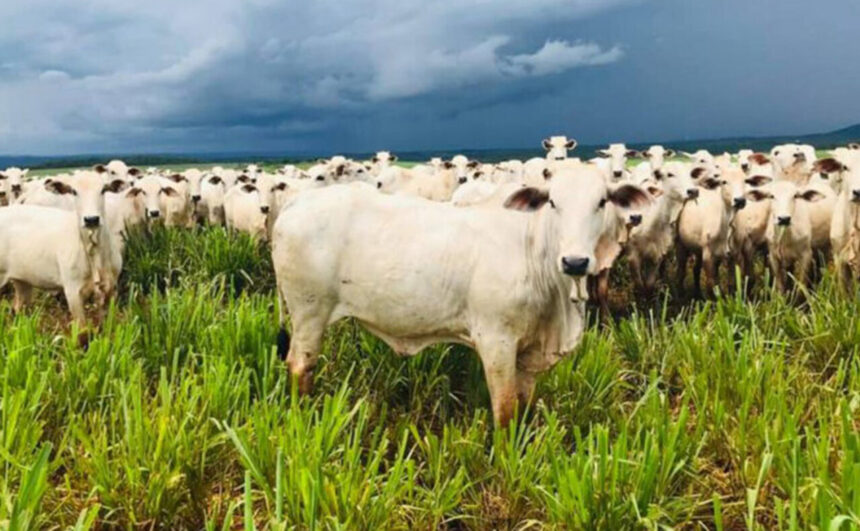 Meat Day 2024 em Dois Irmãos do Tocantins: O evento que vai impulsionar a pecuária do estado; saiba como se inscrever