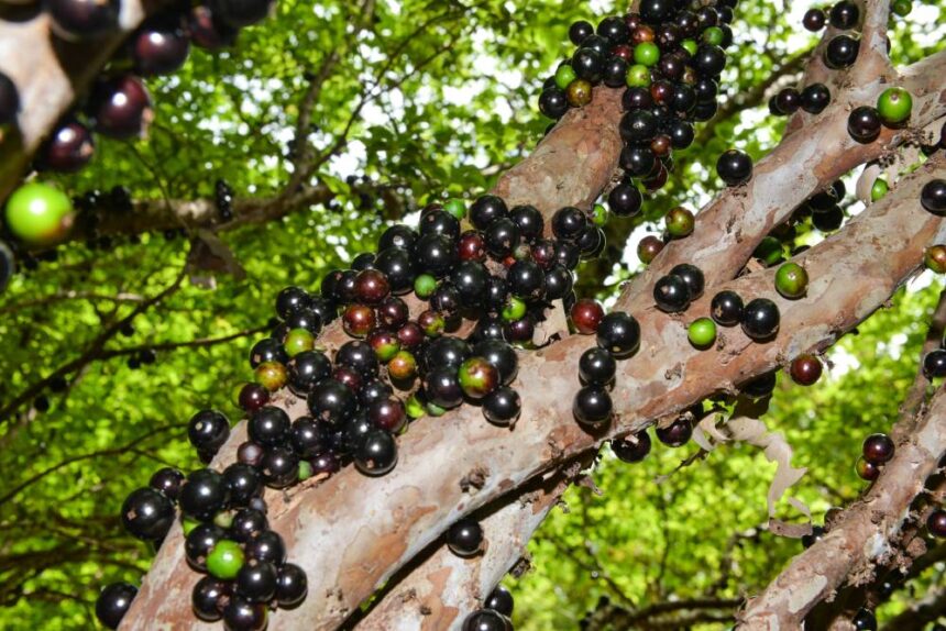 6ª edição da Festa da Jabuticaba de Taquaruçu tem data marcada e colheita antecipada para a próxima sexta-feira, dia 8; veja detalhes