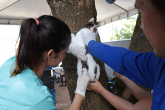 Proteja seu pet: Vacinação antirrábica em Araguaína ainda está disponível