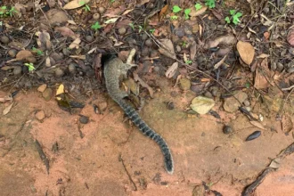 Como a febre amarela em macacos desencadeou ações de saúde pública no distrito de Buritirana, em Palmas; veja os casos confirmados
