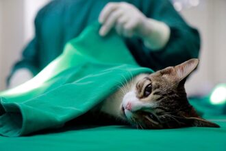 Prefeitura de Palmas realiza 170 castrações de cães e gatos pelo programa Castra Pet