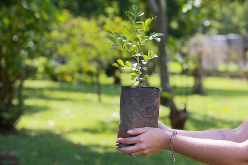 Prefeitura de Palmas doa mudas para arborização urbana e rural; saiba como retirar