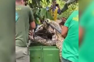 Sucuri de três metros é encontrada em quintal em Araguacema após comer seis galinhas; VEJA VÍDEO