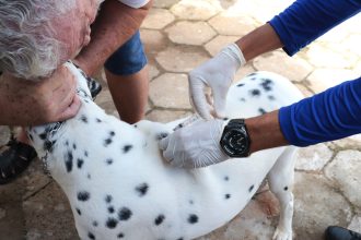 Campanha de vacinação antirrábica em Araguaína pretende imunizar 32 milhões de cães e gatos até maio; confira datas