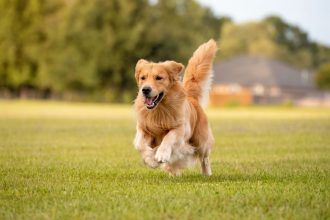 Lei Joca é aprovada no Senado e propõe transporte mais seguro de cães e gatos em voos domésticos