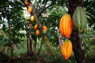 Especialista alerta para produtos com pouco cacau que usam rótulo de 'sabor chocolate'