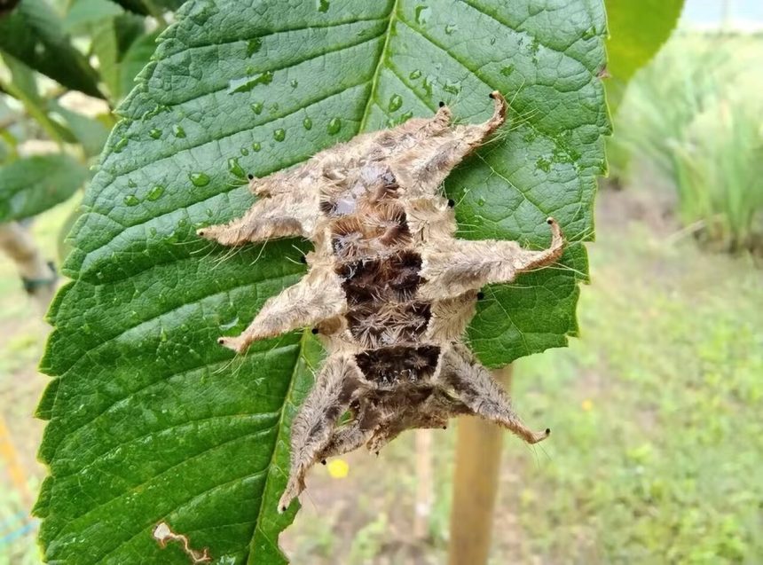 'Que bicho é esse?' Inseto misterioso aparece em pé de manga e intriga moradora; saiba qual é
