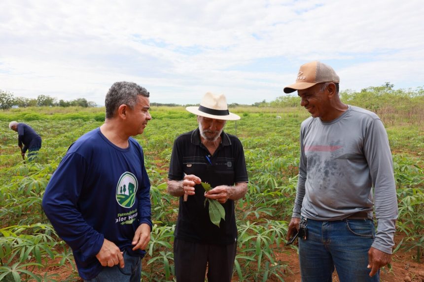 Palmas leva produção sustentável à Agrotins 2025 com destaque para mandioca, hortaliças e piscicultura