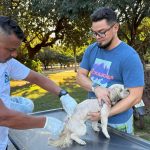 Setor Santa Fé II e Taquaruçu recebem vacinação antirrábica para cães e gatos nesta sexta e domingo