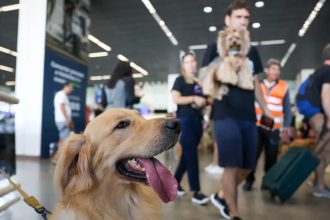 STJ decide que companhias aéreas podem recusar animais de suporte emocional na cabine