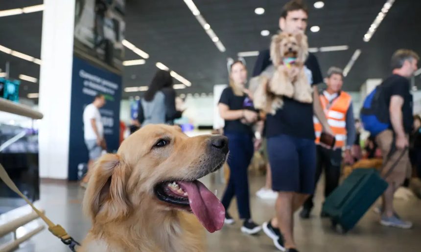 STJ decide que companhias aéreas podem recusar animais de suporte emocional na cabine