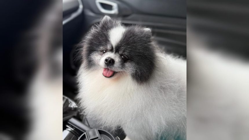 Cachorro morre em pet hotel de Palmas e tutor acusa clínica de negligência; caso será esclarecido por laudo