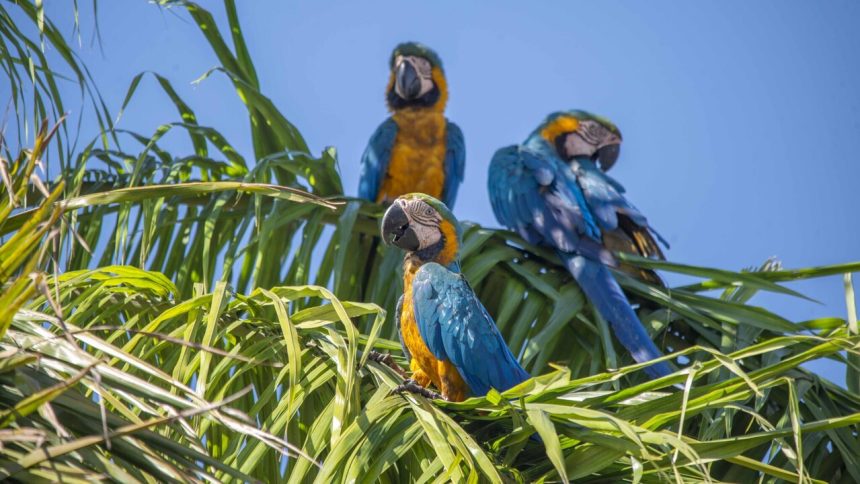 Palmas promove Semana das Araras para conscientizar sobre preservação da fauna urbana