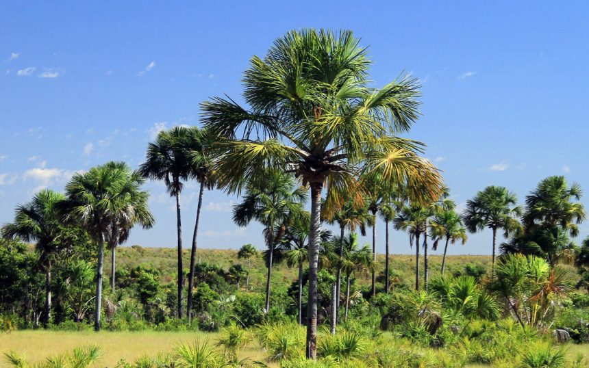 Tocantins registra aumento de 118% nos focos de incêndio em uma semana, aponta boletim da Semarh