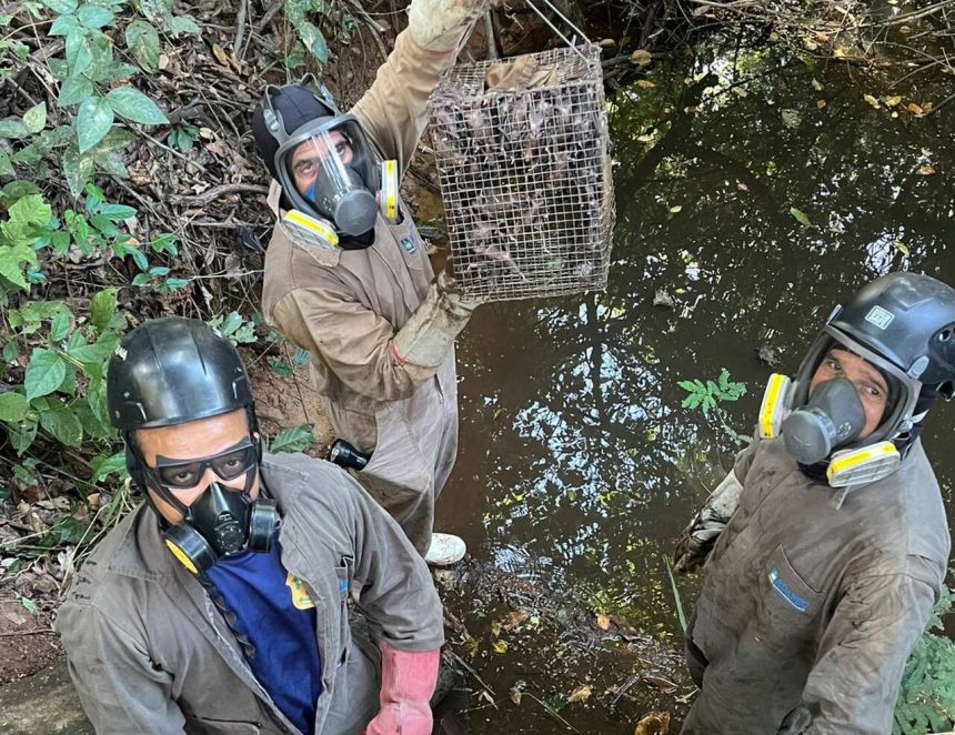 Com foco em prevenção da raiva, Tocantins intensifica controle de morcegos hematófagos