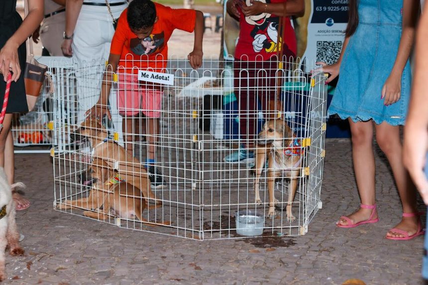 Prefeitura de Palmas promove nova edição do ArraiAU com cães e gatos disponíveis para adoção neste sábado; saiba mais