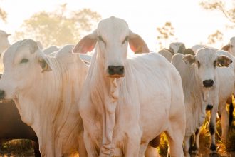 Agropecuária do Tocantins bate recorde no abate de bovinos e lidera produção de ovos na Região Norte, aponta IBGE