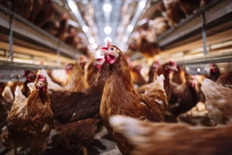 Brasil se declara livre da gripe aviária em granjas comerciais e retoma confiança no mercado internacional