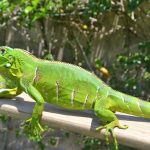 Prefeitura de Palmas orienta população a não tocar em animais silvestres em áreas públicas