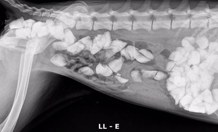 TRISTEZA! Cachorro come pedras para enganar a fome e é resgatado em Palmas; caso foi revelado pela vereadora MaryCats da Causa Animal / veja vídeo