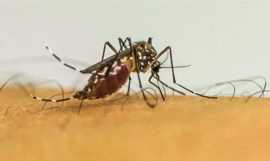 Vacina do Butantan contra dengue pode estar disponível no início de 2026, diz ministro da Saúde
