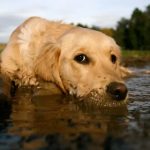 Micróbios de animais fortalecem imunidade humana? O que revelam pesquisas com comunidades tradicionais