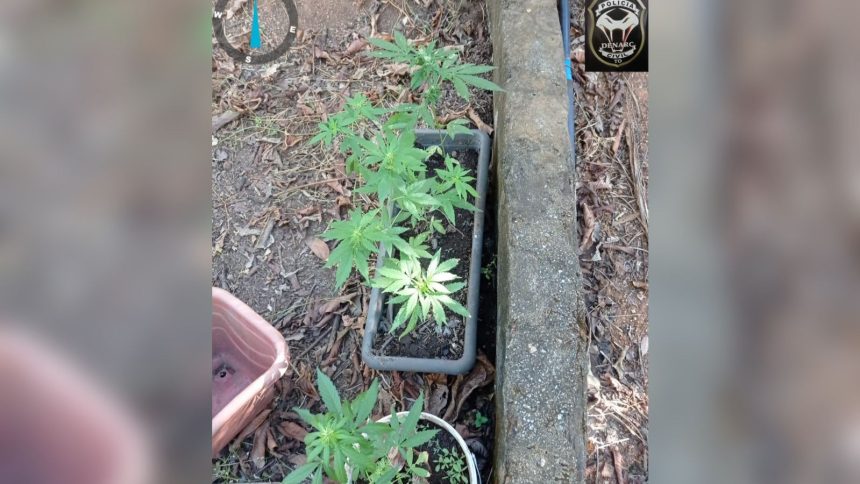 VÍDEO / Polícia Civil localiza plantação de maconha em mata na zona rural de Palmas e destrói estrutura de cultivo