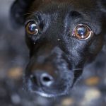 Palmas sanciona leis que proíbem fogos com barulho e exigem denúncia de maus-tratos a animais por condomínios