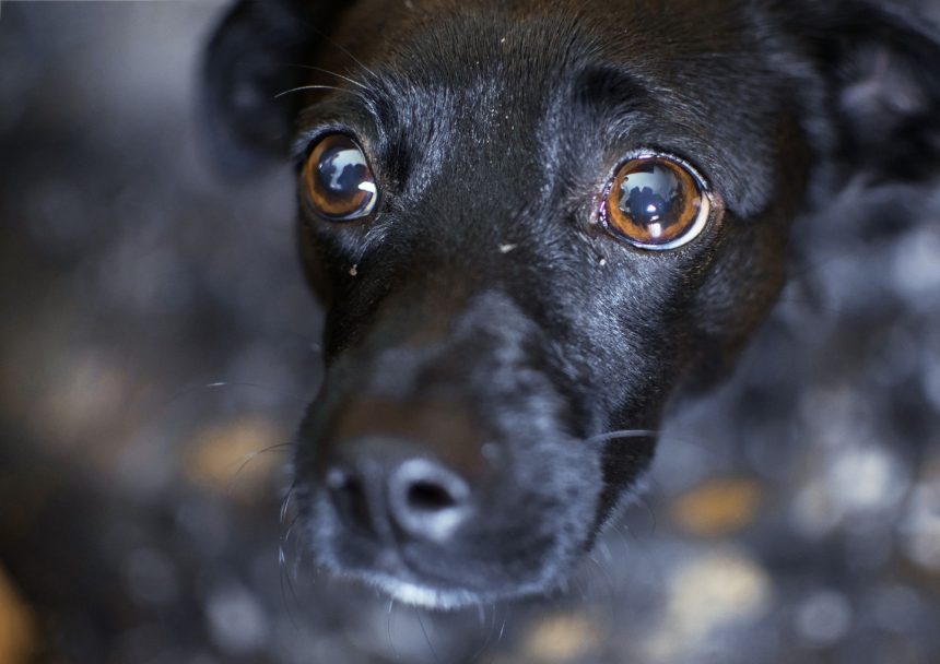 Palmas sanciona leis que proíbem fogos com barulho e exigem denúncia de maus-tratos a animais por condomínios