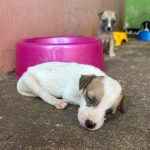 Palmas registra aumento no abandono de animais durante férias e alerta para punições previstas em lei