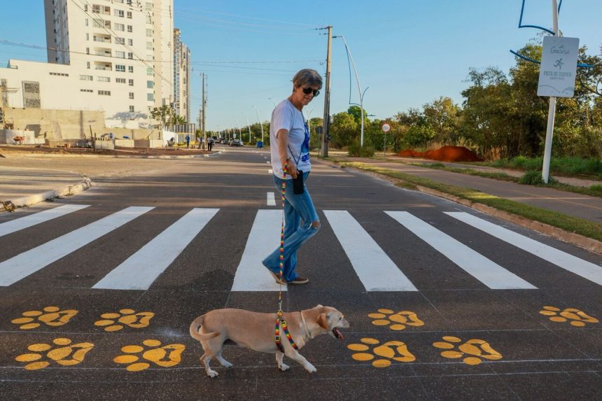 Prefeitura de Palmas reforça cuidados com pets durante o calor e orienta tutores sobre riscos e prevenção