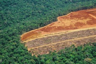 Desmatamento na Amazônia Legal cresce 15% em 10 meses e já supera área da cidade de Palmas, aponta Imazon