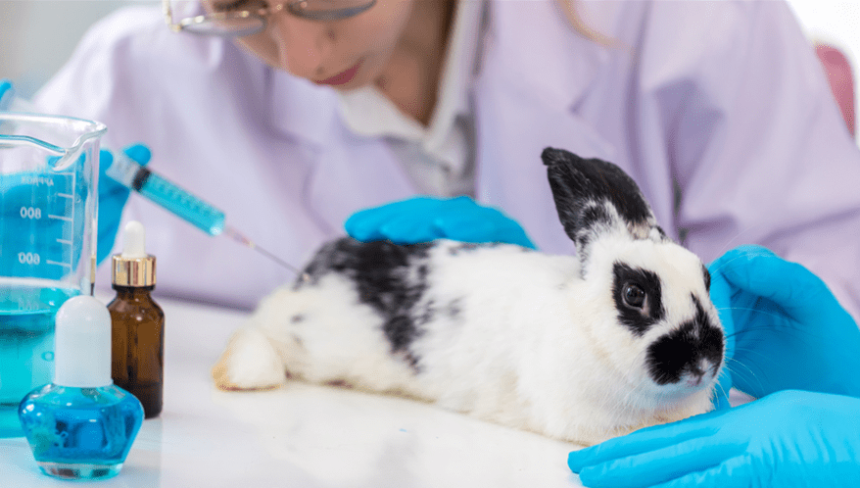 Lei sancionada por Lula proíbe uso de animais em testes de cosméticos no Brasil; saiba o que muda