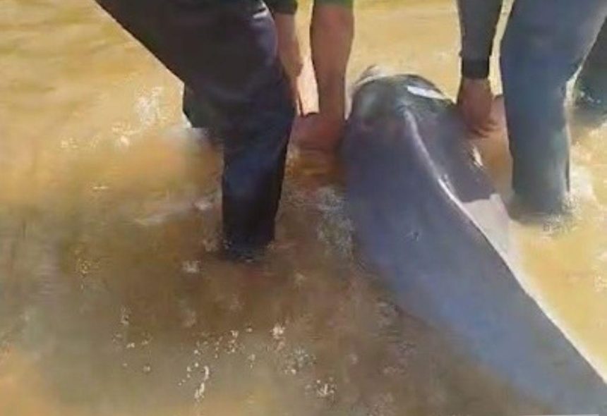 Pescadores salvam boto encalhado no rio Javaés e registram momento emocionante em Pium