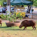 Prefeitura de Palmas realiza ação de educação ambiental no nesta quarta-feira
