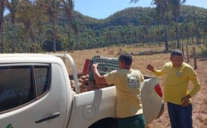 Mulheres extrativistas recebem apoio no transporte de coco babaçu e ampliam produção no Tocantins