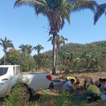 Mulheres extrativistas recebem apoio no transporte de coco babaçu e ampliam produção no Tocantins